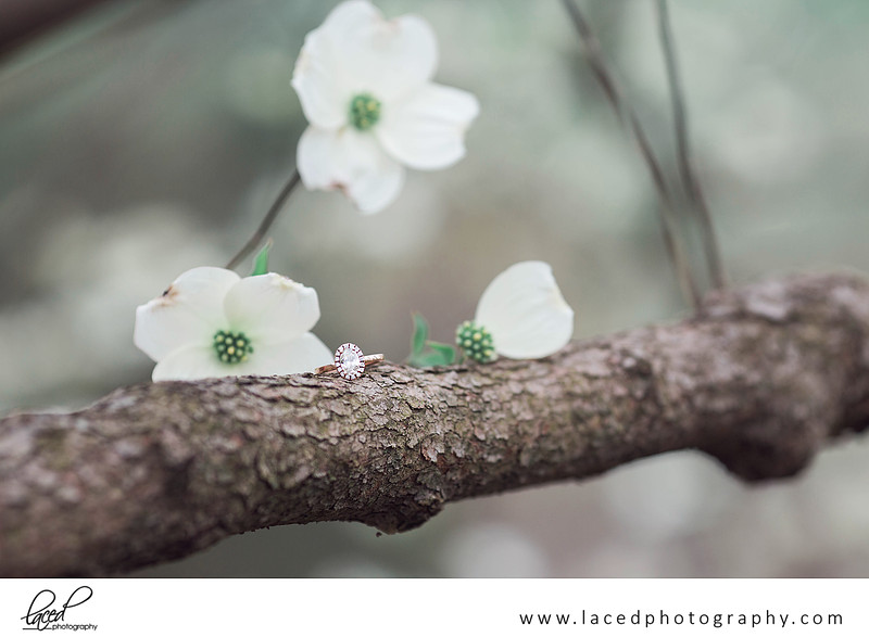 Hannah+JT_Branson_Engagement_College of the Ozarks-49_Cherry Blossoms