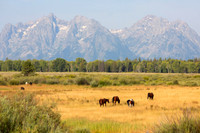 Grand Tetons and wild horses