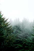 Oregon forrest, pine trees in the mist and fog