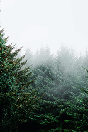 Oregon forrest, pine trees in the mist and fog
