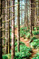 Samuel H. Boardman State Scenic Corridor trail