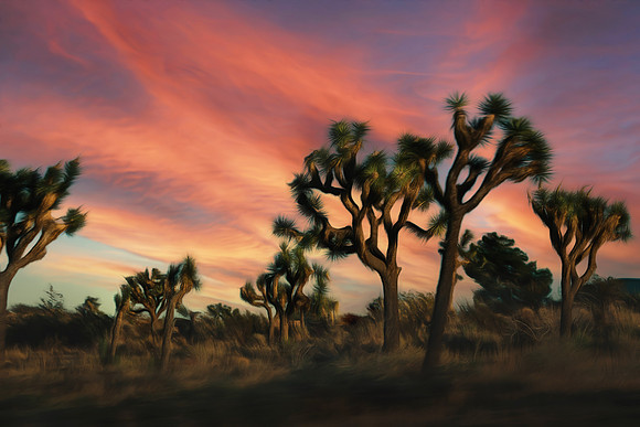 Josuhua Tree sunset