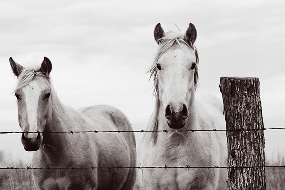 Together - 2 horses - Midwest scenery