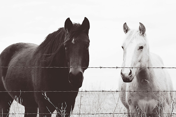 Night and Day - white and black horse photograph