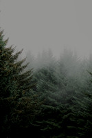 foggyforrest