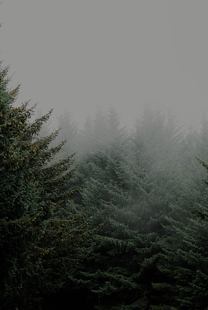 foggyforrest