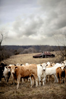Missouri Farm - cows in field