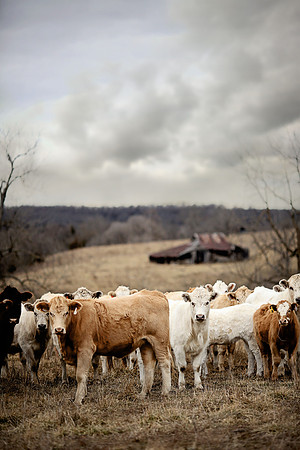 Missouri Farm - cows in field