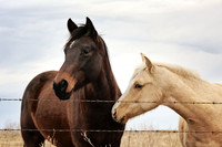 Midsummer - 2 horses - Midwest scenery