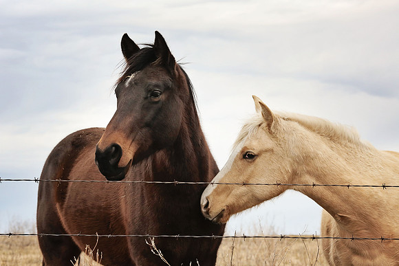 Midsummer - 2 horses - Midwest scenery
